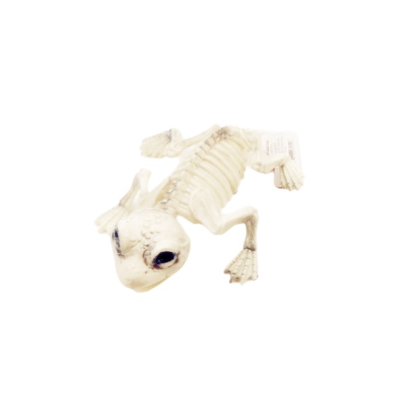 Скелет Лягушки, 17*14*5,3 см /Сф