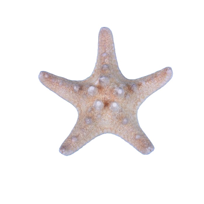 Морская звезда филиппинская