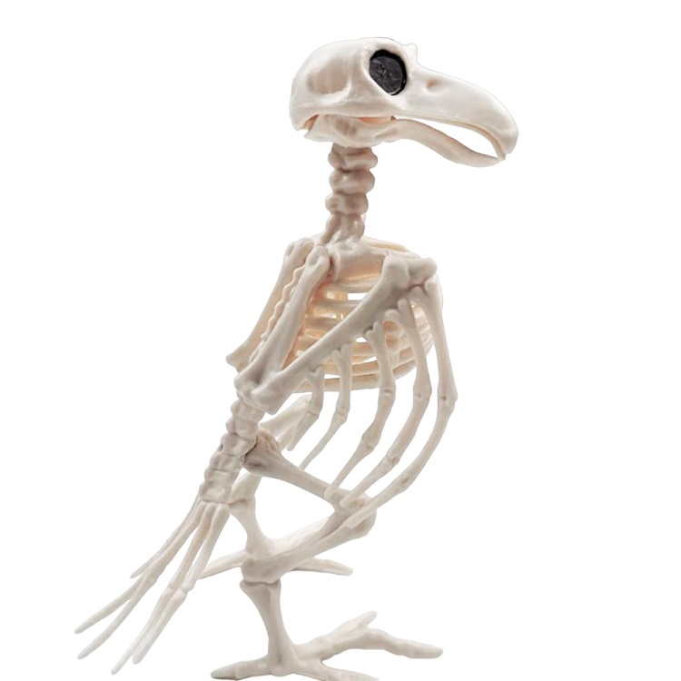 Скелет Ворона, 20*15*11 см /Сф