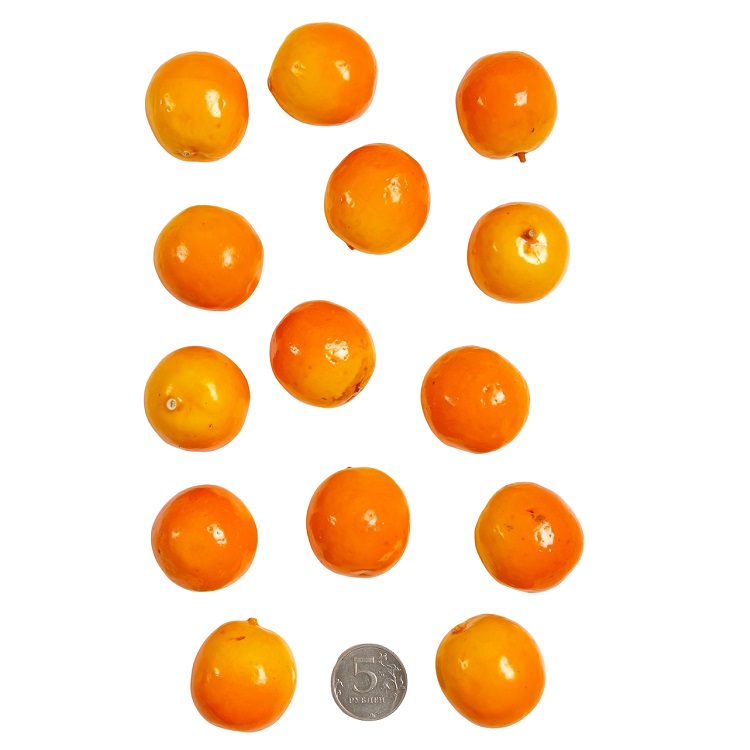 Муляж декоративный Апельсин, SF-1238 (10 шт) 